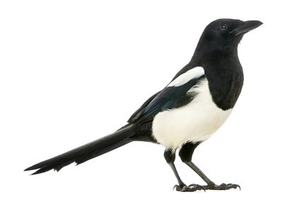 Seeing one magpie is bad luck according to Irish superstition.